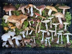 En låda fylld med olika svampar placerade på grön mossa.