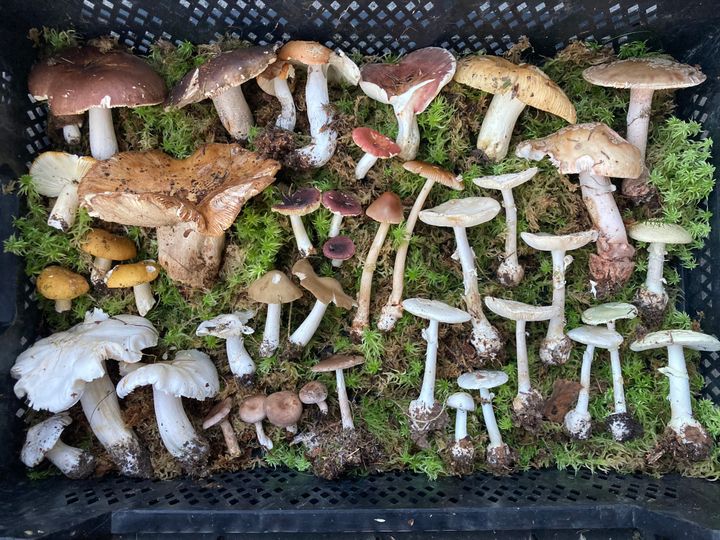En låda fylld med olika svampar placerade på grön mossa.