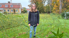 Miljöforskare Jenny Klingberg på Göteborgs botaniska trädgård på försöksytan.