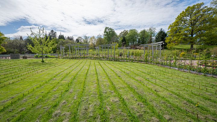 Bild av en nyplanterad korgvide i ett grönområde, med rader av små växter i en öppen landskapsmiljö.
