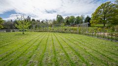 En yta med planterade korgvideplantor i rader, omgiven av parkmiljö och träd i bakgrunden.