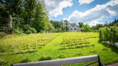 Bild av en grönskande försöksyta i Göteborgs botaniska trädgård där fytosanering testas, omgiven av träd och med ett hus i bakgrunden.