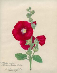 Botanisk illustration i akvarell föreställande en stockros med röda blommor och gröna blad.