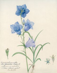 Akvarell av blå blåklocka med detaljerade blommor och blad, målad av Charlotte von Schéele.