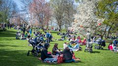 Alternativ text: Människor samlade i Göteborgs botaniska trädgård för Hanami, omgivna av blommande körsbärsträd och grönska.