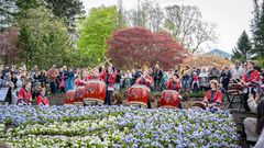 En uppträdande grupp spelar traditionella japanska trummor framför en stor publik, omgiven av blommande träd och blommor.