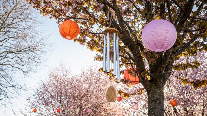 Bild av en trädgård dekorerad med rosa och orange lyktor i träden inför Hanami-firandet.