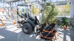 En traktor flyttar stora växter i krukor in i ett växthus.