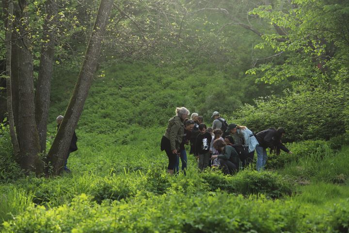 En grupp människor undersöker en grönskande skogsdunge under en bioblitz.