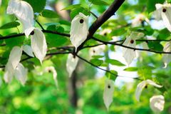 Ett blommande näsduksträd med vita hängande blommor.