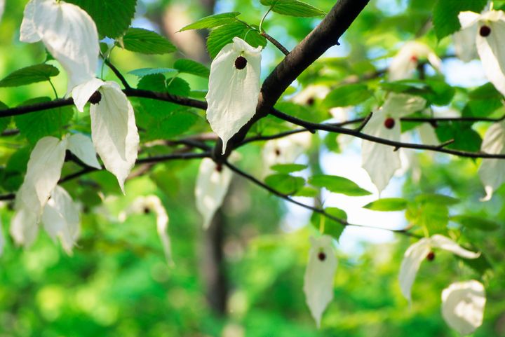 Ett blommande näsduksträd med vita hängande blommor.