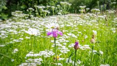 En sommaräng med olika vilda blommor, inklusive en lila blomma i förgrunden.