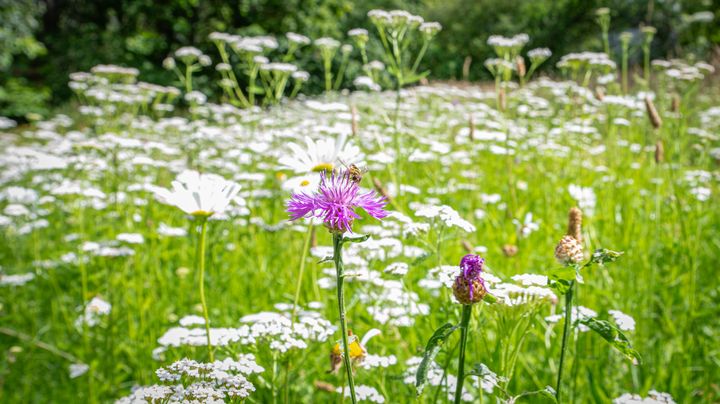 En sommaräng med olika vilda blommor, inklusive en lila blomma i förgrunden.