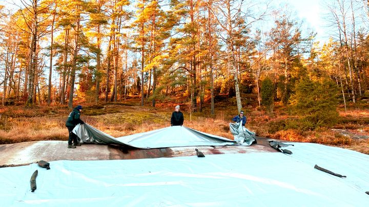 Den 5 april blir det hällristningssläpp på Vitlycke museum! Då tas övertäckningen av Vitlyckehällen, som skyddat den över vintern.