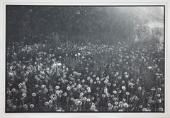 CECILIA EDEFALK. "Ängen"