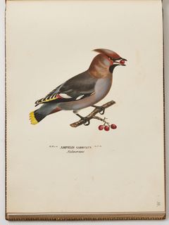 The rare first edition of the von Wright brothers’ Svenska Foglar (Swedish Birds), 1828–39, in 2 volumes.