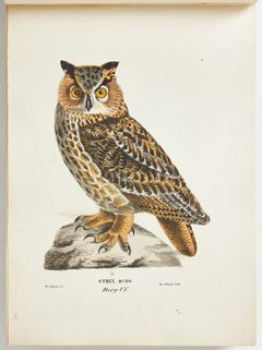 THE RARE FIRST EDITION OF THE VON WRIGHT BROTHERS' SVENSKA FOGLAR (SWEDISH BIRDS), 1828–1839, comprising 180 hand-coloured lithographic plates.