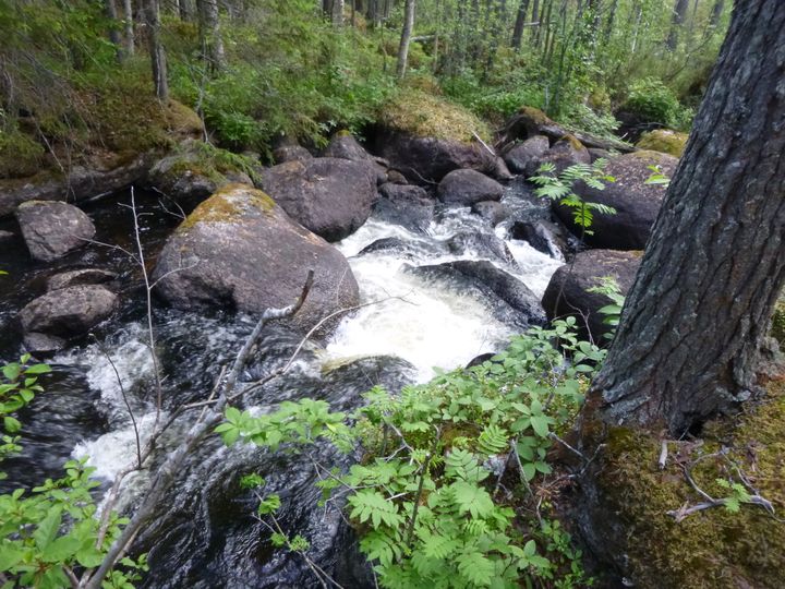 En liten fors strömmar genom en skog, omgiven av stenar och grönska.