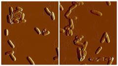 Atomic force microscopy images of Yersinia pseudotuberculosis cells that lack the RfaH protein growing under high salt condition. As a result of not having RfaH, the bacteria have faulty surfaces which cause them to clump together in a stressful, high-salt environment.