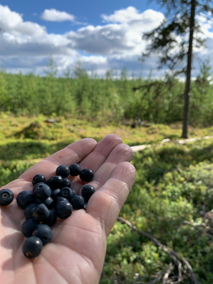 Hand med blåbär
