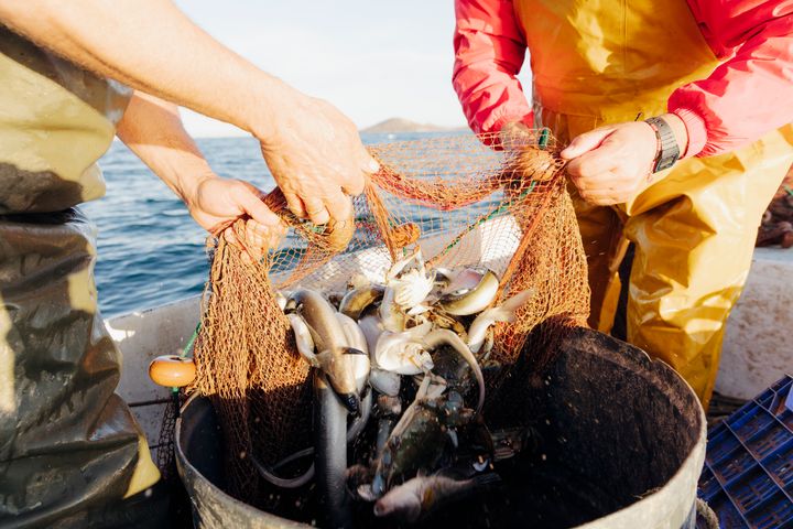 Personer hanterar ett fisknät fullt med fisk och skaldjur på en båt.