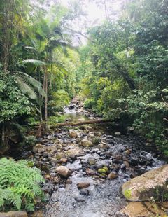 En tropisk flod omgiven av lummig grönska i Queensland, Australien.