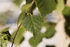 Närbild av ett grönt björklöv på en gren.