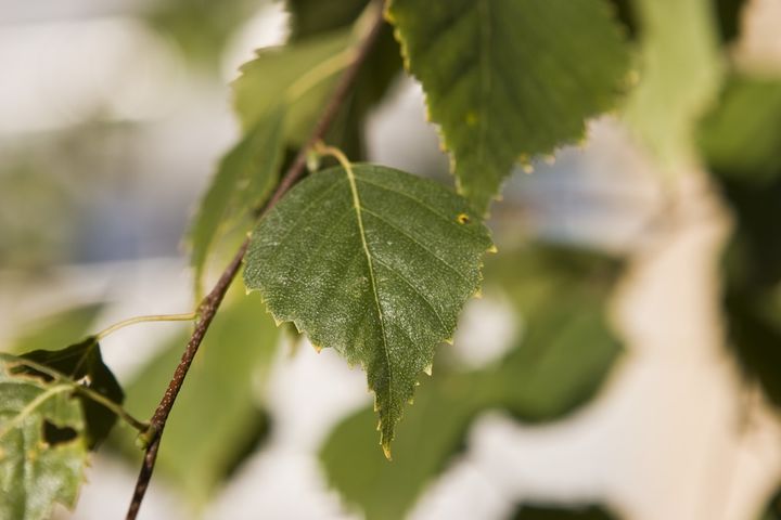 Närbild av ett grönt björklöv på en gren.