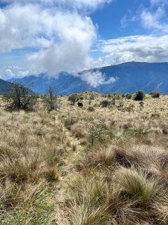 Bergiga gräsmarker i de peruanska Anderna under en molnig himmel.