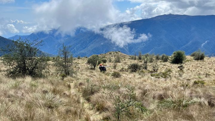 Bergiga gräsmarker i de peruanska Anderna med dimmiga berg i bakgrunden.
