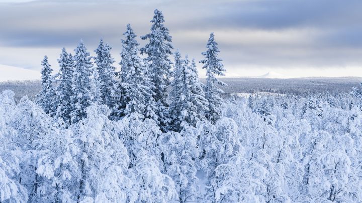 Snöklädda träd i ett vinterlandskap under en molnig himmel.
