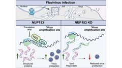 Schematisk bild NUP 153.
