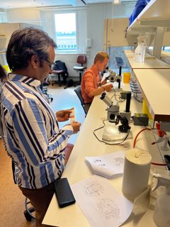Studenterna får lära sig att identifiera myggarter i laboratoriet.