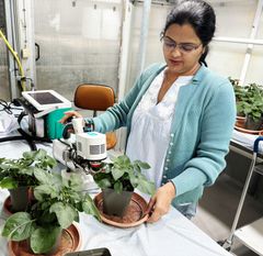 Bild på Arti Mishra stående vid bord med potatisplantor framför sig