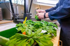 Bild på händer som hanterar plantor på ett bord