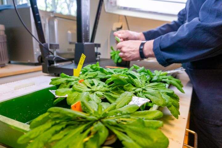 Bild på händer som hanterar plantor på ett bord