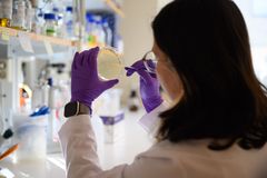En forskare i laboratoriet undersöker en bakterieodling på en petriskål.