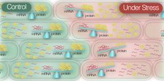 Schematisk bild som jämför mRNA och proteinproduktion i en kontrollsituation och under stress.