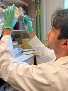 Abdelbasset Yabrag är doktorand på Institutionen för molekylärbiologi vid Umeå universitet och en av studiens två förstaförfattare. Här studerar han en agarplatta.
