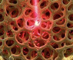 The nanoporous structure allows the gold to interact with light in a way that would otherwise not be possible.