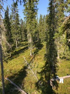 Photo of trees in strongly thinned forest