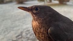 Årets första fågel från den standardiserade fångsten, fångad 15 mars. Foto: Frank Österberg