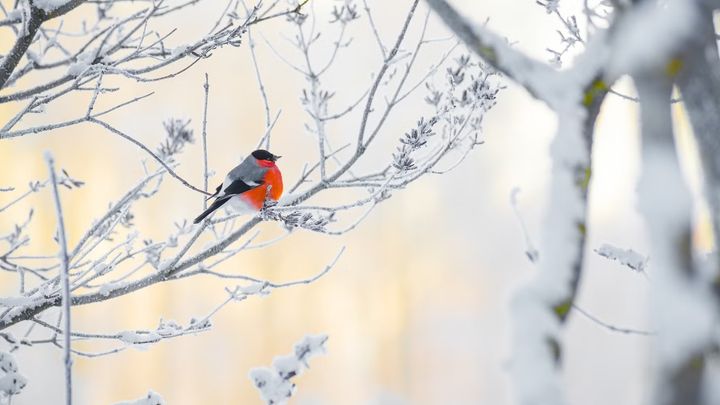 I år har många fågelmatningar haft besök av domherren.