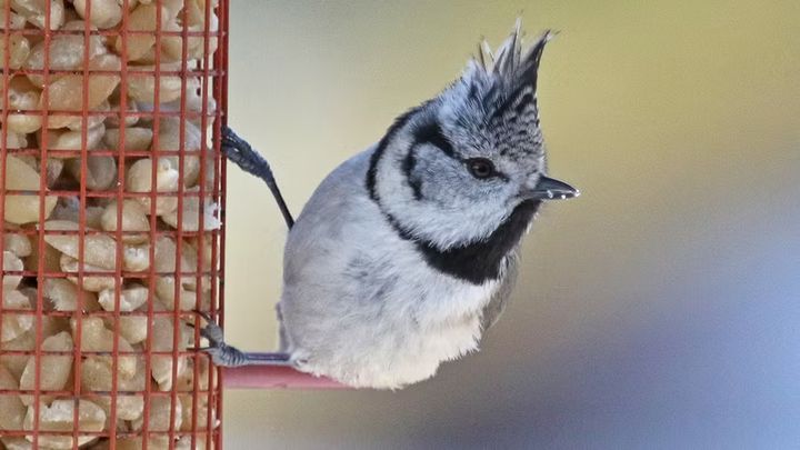 Tofsmes. Foto: Britt-Marie Seibold