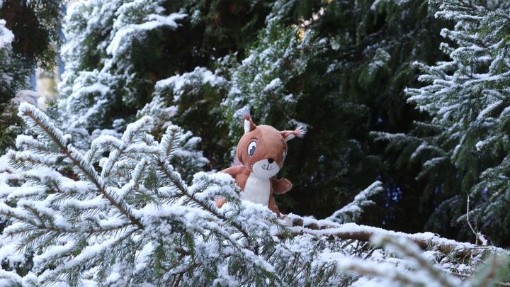 Låt barnen följa ekorren Elly i årets julkalender från Naturlänken.