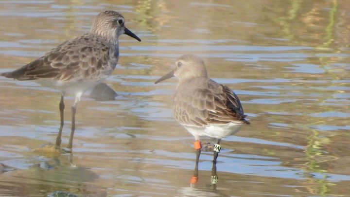 Sydlig kärrsnäppa (Calidris alpina schinzii), Mintgrön M, i La Charca de Maspalomas på Gran Canaria. Foto: Miguel Angel Hernandez