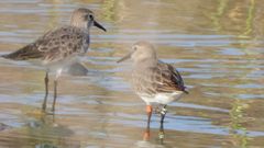 Sydlig kärrsnäppa (Calidris alpina schinzii), Mintgrön M, i La Charca de Maspalomas på Gran Canaria. Foto: Miguel Angel Hernandez