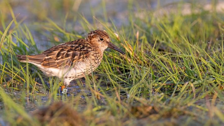 En av de nyutsläppta sydliga kärrsnäpporna 2024. Foto: Mattias Ullman