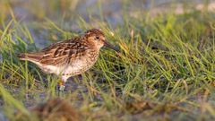 En av de nyutsläppta sydliga kärrsnäpporna 2024. Foto: Mattias Ullman