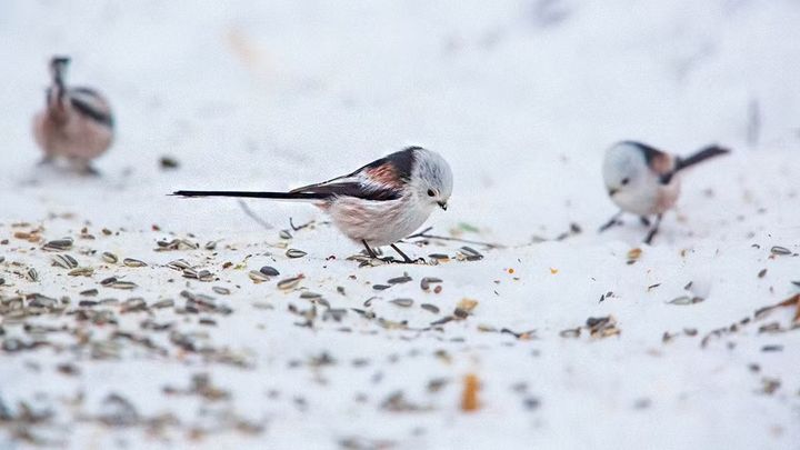 Stjärtmesar. Foto: Kent-Ove Hvass